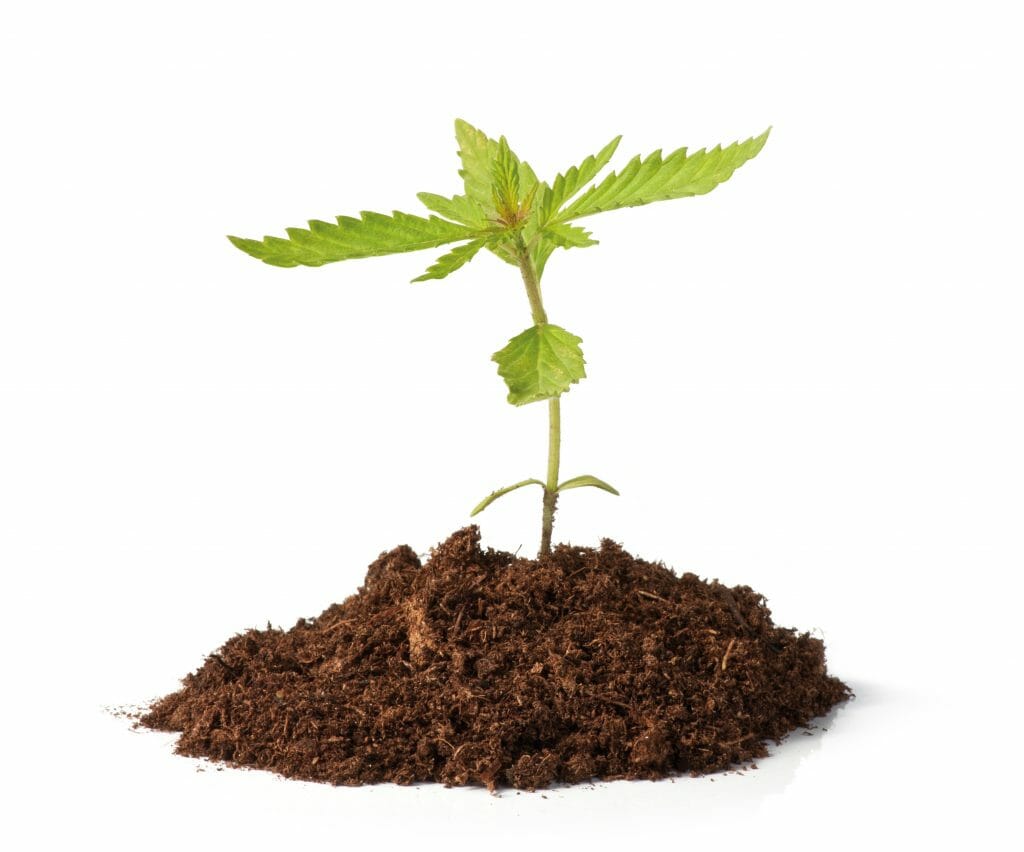 Cannabis Seedling Grow Guide - Learn Sativa