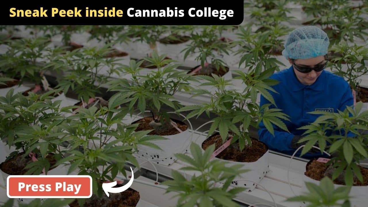cannabis college - cannabis training - learn sativa - florida cannabis college - orlando cannabis college - dispensary training