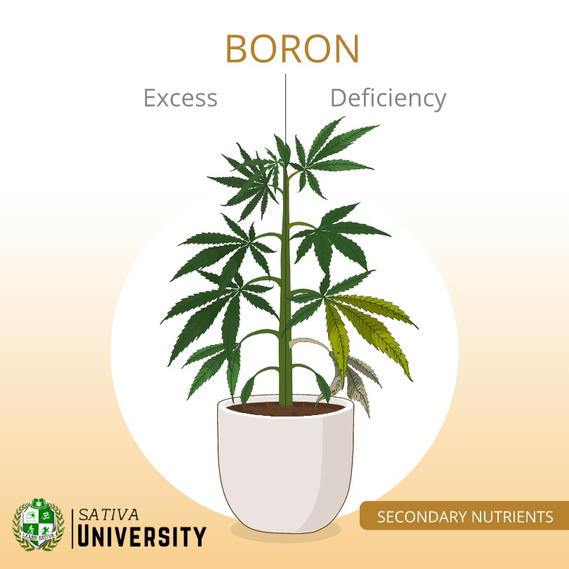 Boron Deficiency in Plants