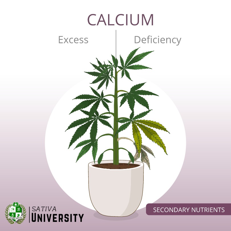 Calcium Deficiency in Plants