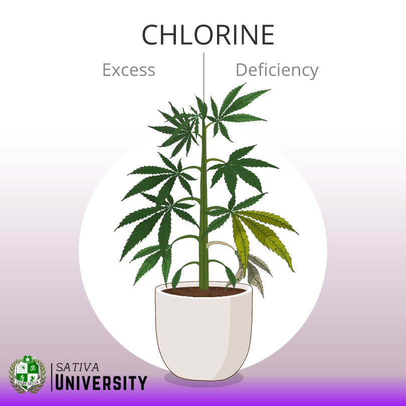 Chlorine Toxicity in Plants
