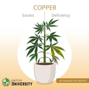 Copper Deficiency in Plants