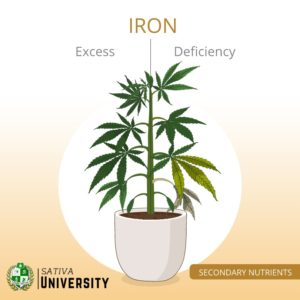 Iron Deficiency in Plants