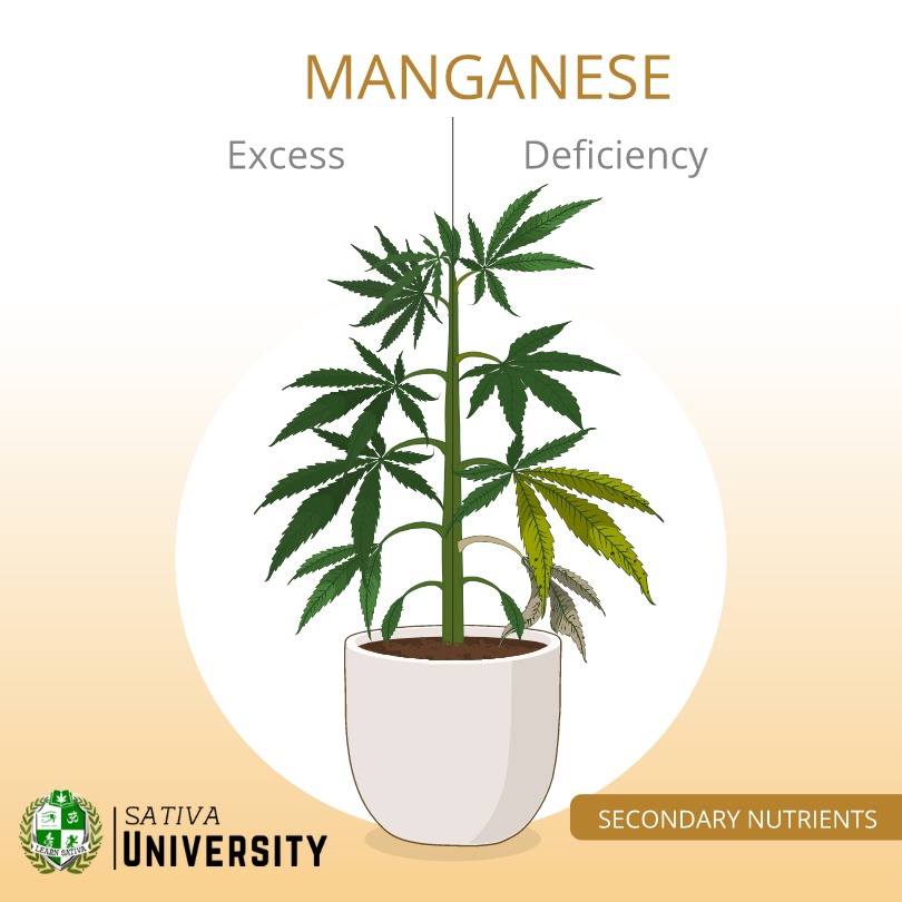 Maganese Deficiency in Plants