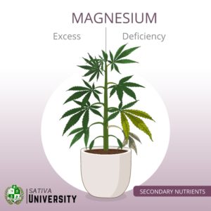 Magnesium Deficiency in Plants
