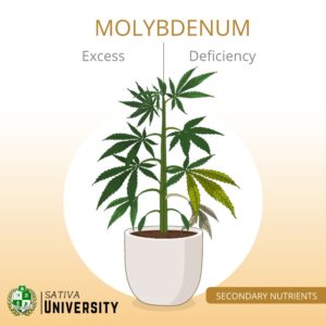 Molybdenum Deficiency in Plants