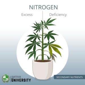 Nitrogen Deficiency in Plants