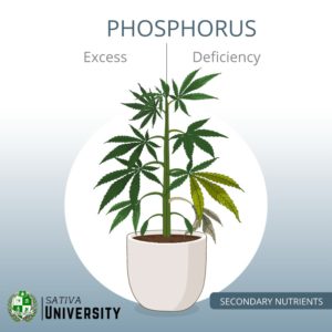 Phosphorus Deficiency in Plants