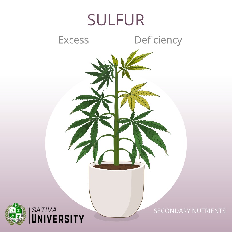Sulfur Deficiency in Plants