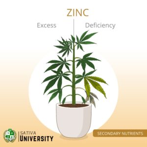 Zinc Deficiency in Plants