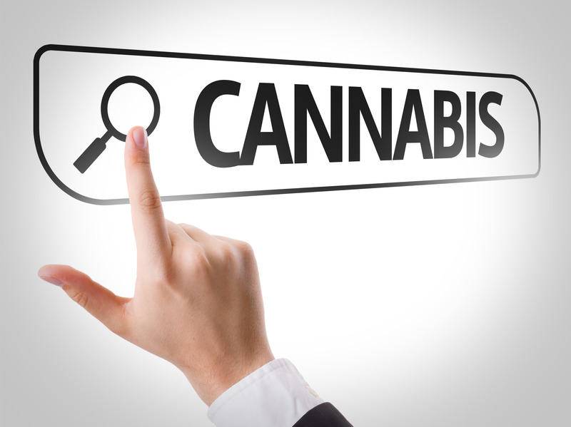 Cannabis job search
