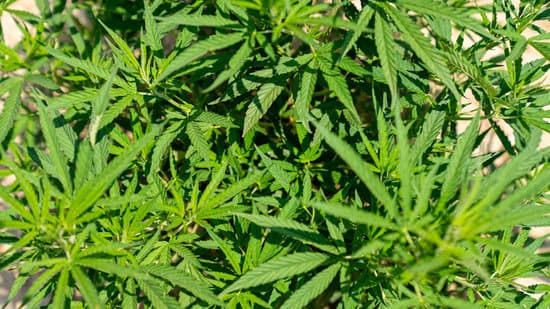 cannabis bush