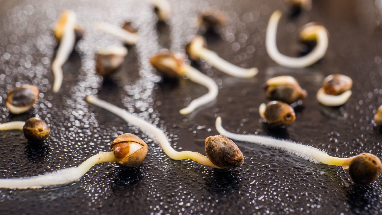 how to germinate cannabis seeds