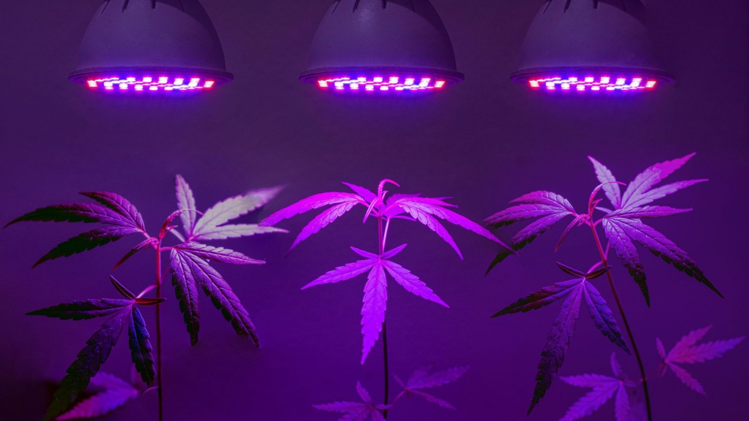 hwo to grow cannabis indoors
