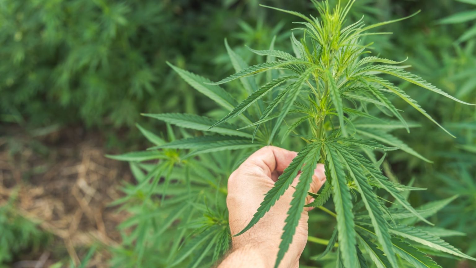 how to grow weed outdoors