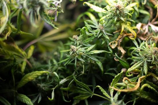 Cannabis plant study