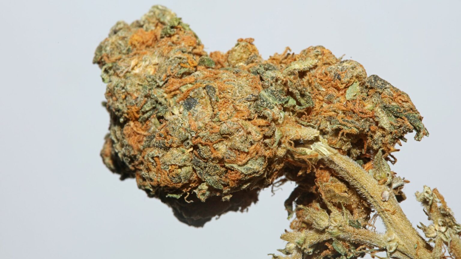 Truffle Weed: Strain Review