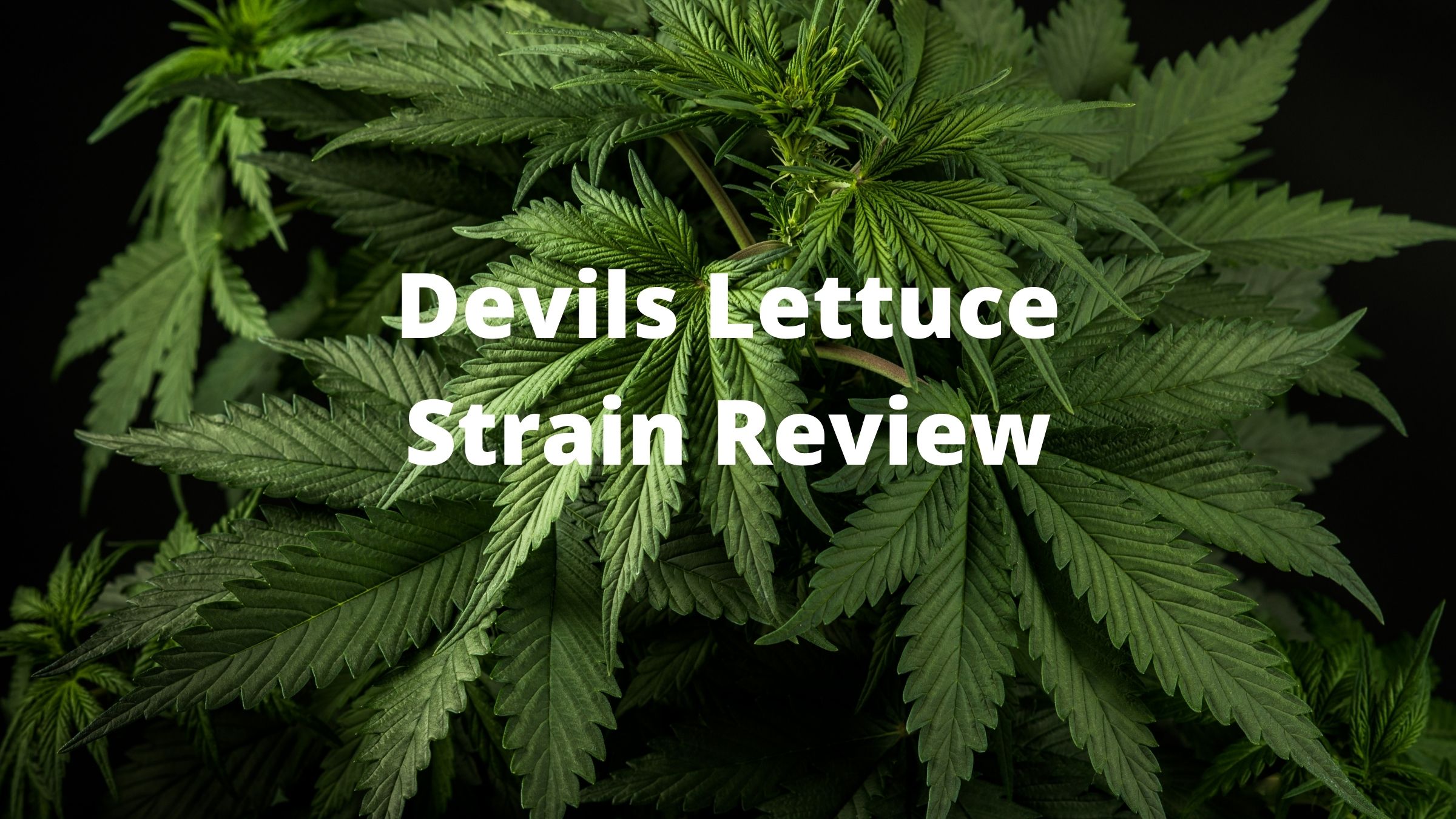 Devils Lettuce strain review