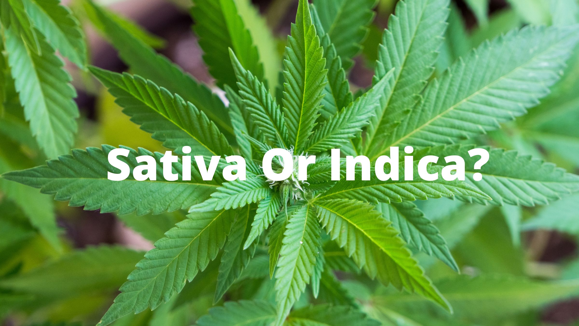 Is sativa an upper or downer