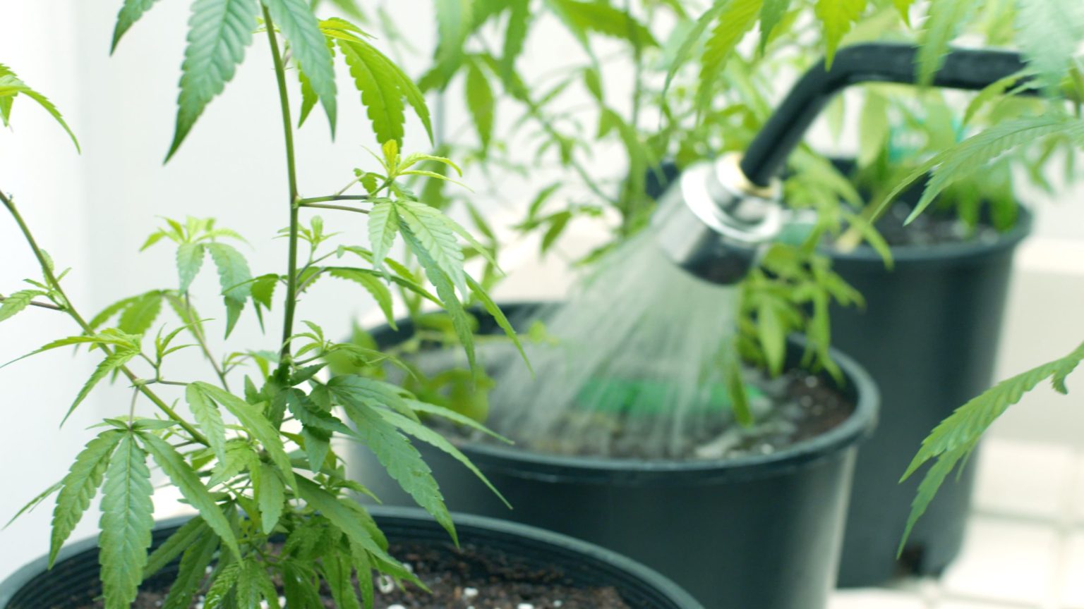 Florida-Based Startup Recycles AC Water For Cannabis Growers